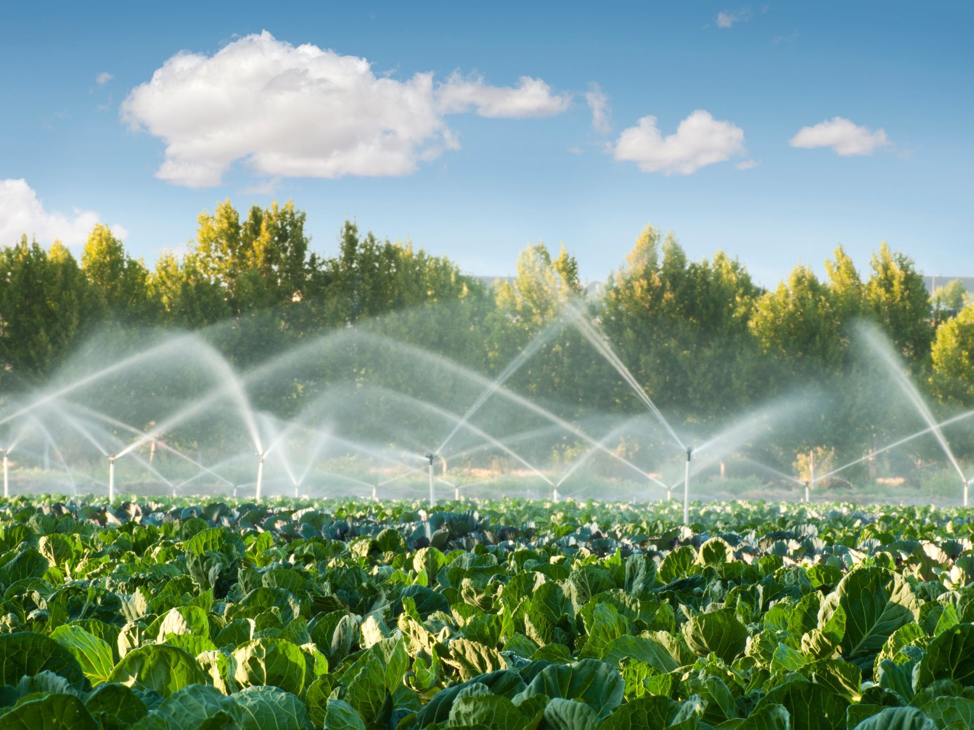 Irrigation sprinklers watering a green crop field under a blue sky