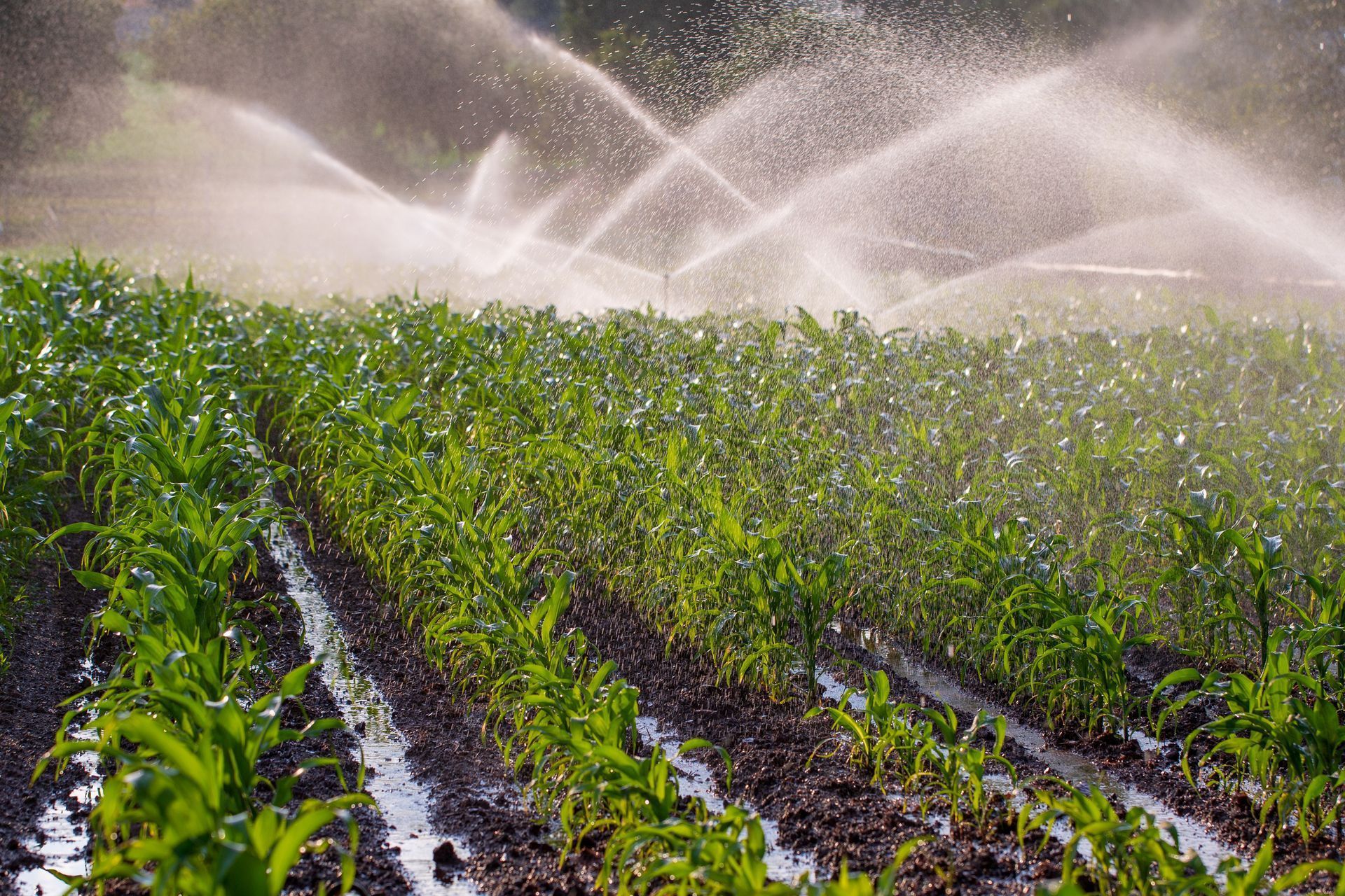 Sprinklers watering rows of green crops in a field