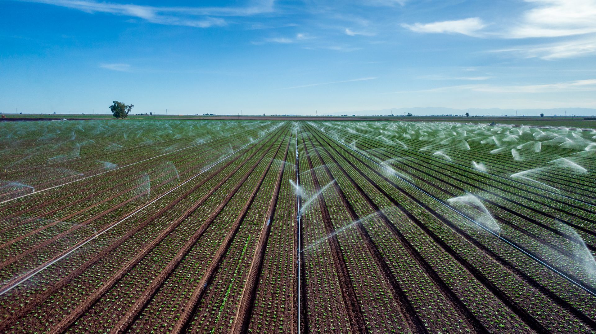 Irrigation sprinklers spraying water over rows of crops in a wide farm field