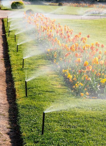 Sprinklers watering a green lawn and flower bed in a sunny garden