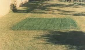Two rectangular green mats on a dry grassy lawn beside a tan wall, with tree shadows across the ground