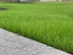 Green grass beside a gray paved path, with a blurred park-like background