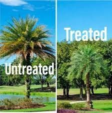 Split image of a palm tree: left labeled “Untreated” with sparse fronds, right “Treated” with fuller green canopy.