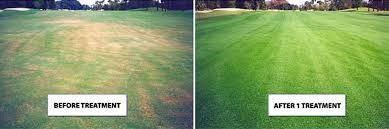 Lawn comparison: patchy grass before treatment and lush green grass after treatment.