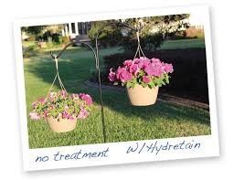 Two hanging flower pots: wilted pink blooms without treatment and fuller pink blooms with hydration.