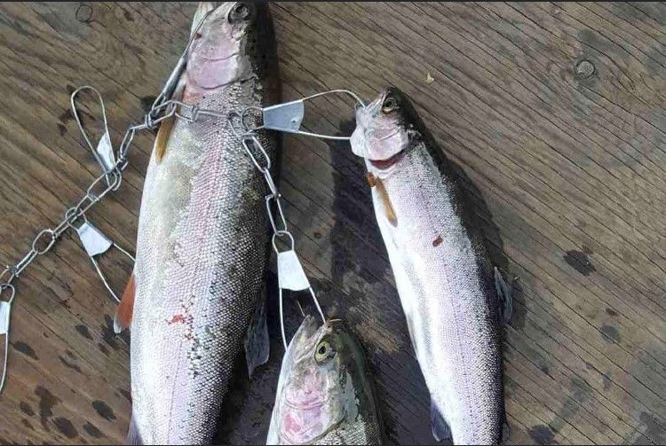 Three fish are tied to a chain on a wooden table.