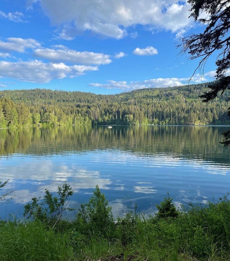 A large body of water surrounded by trees on a sunny day.
