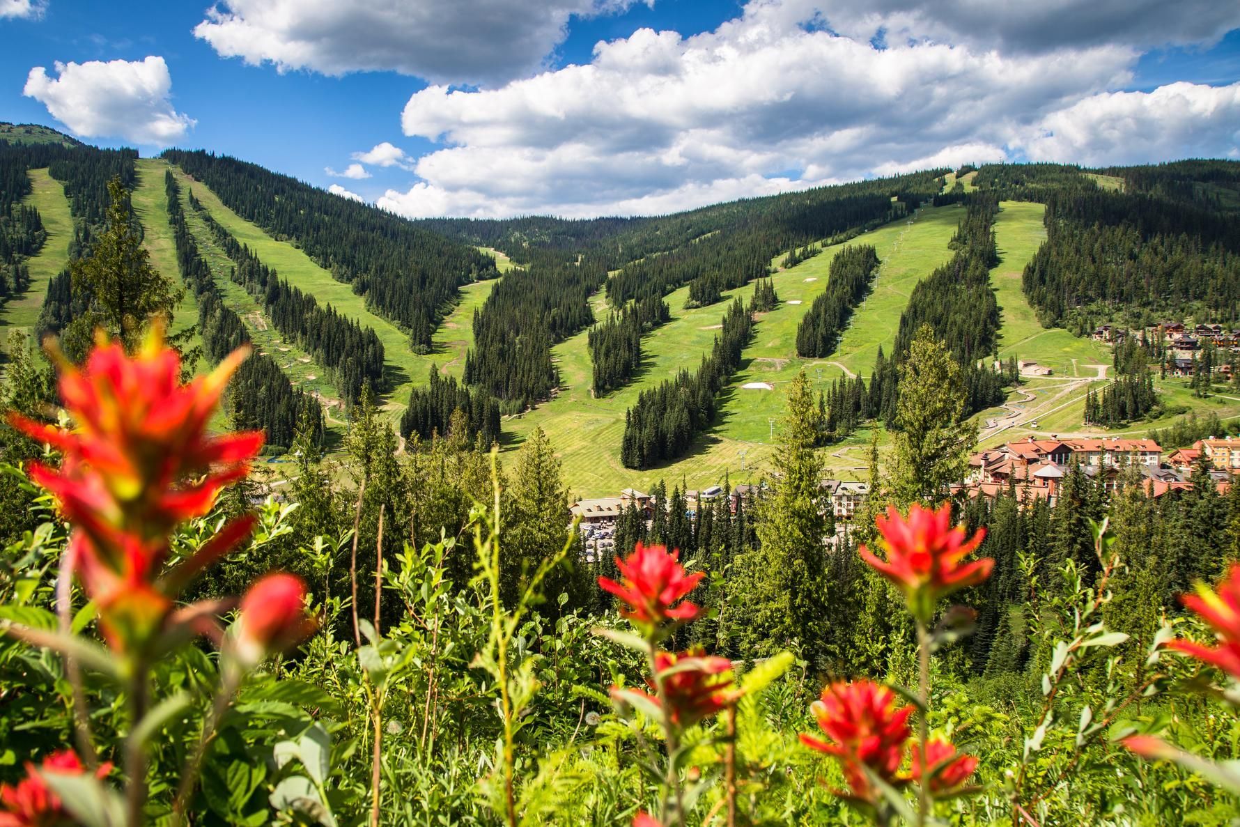 A field of red flowers with a mountain in the background.