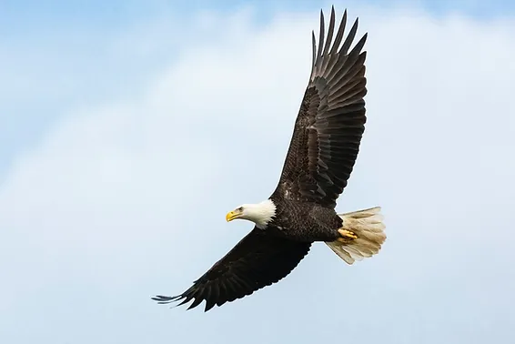 A bald eagle is flying through a cloudy blue sky