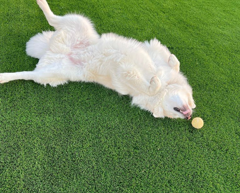 White fluffy dog lying on its back on green grass, tongue out near a small yellow ball.