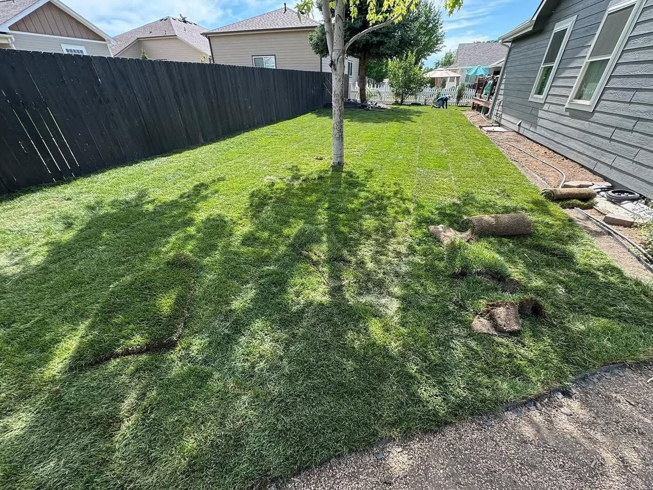 Freshly laid sod lawn in a backyard, tree in the center. Black fence and grey house visible.