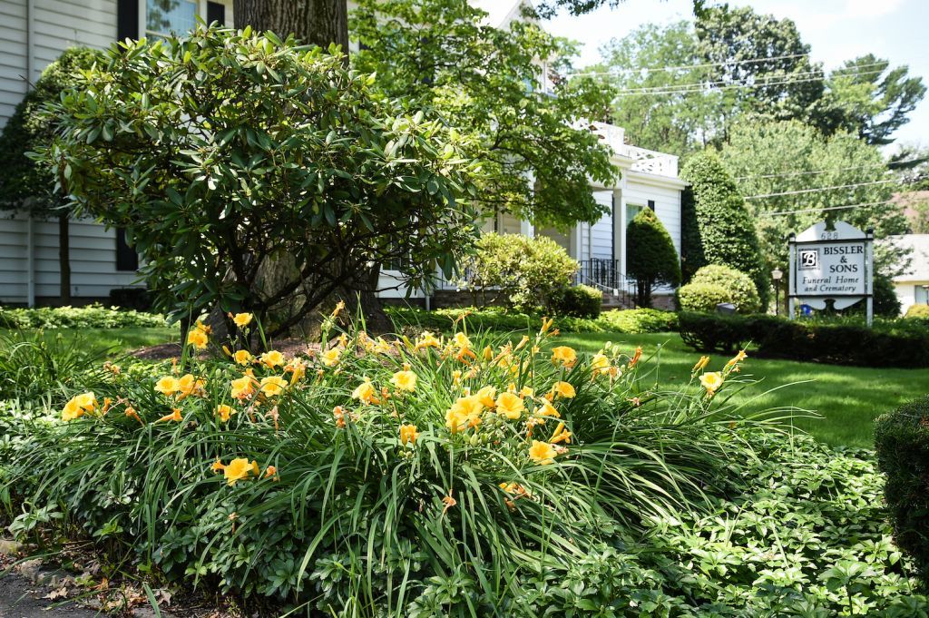 A garden with yellow flowers and bushes in front of a house.