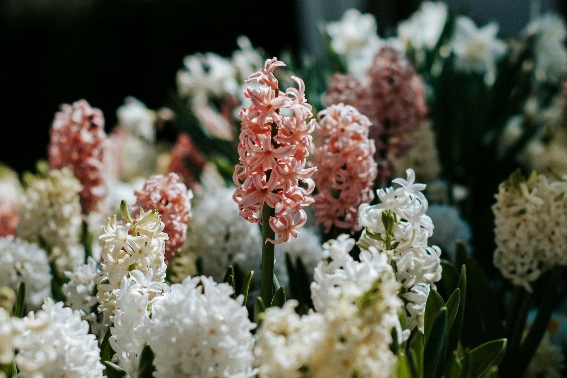 A cluster of blooming hyacinth flowers in shades of soft pink and white, set against a dark, out-of-focus background.