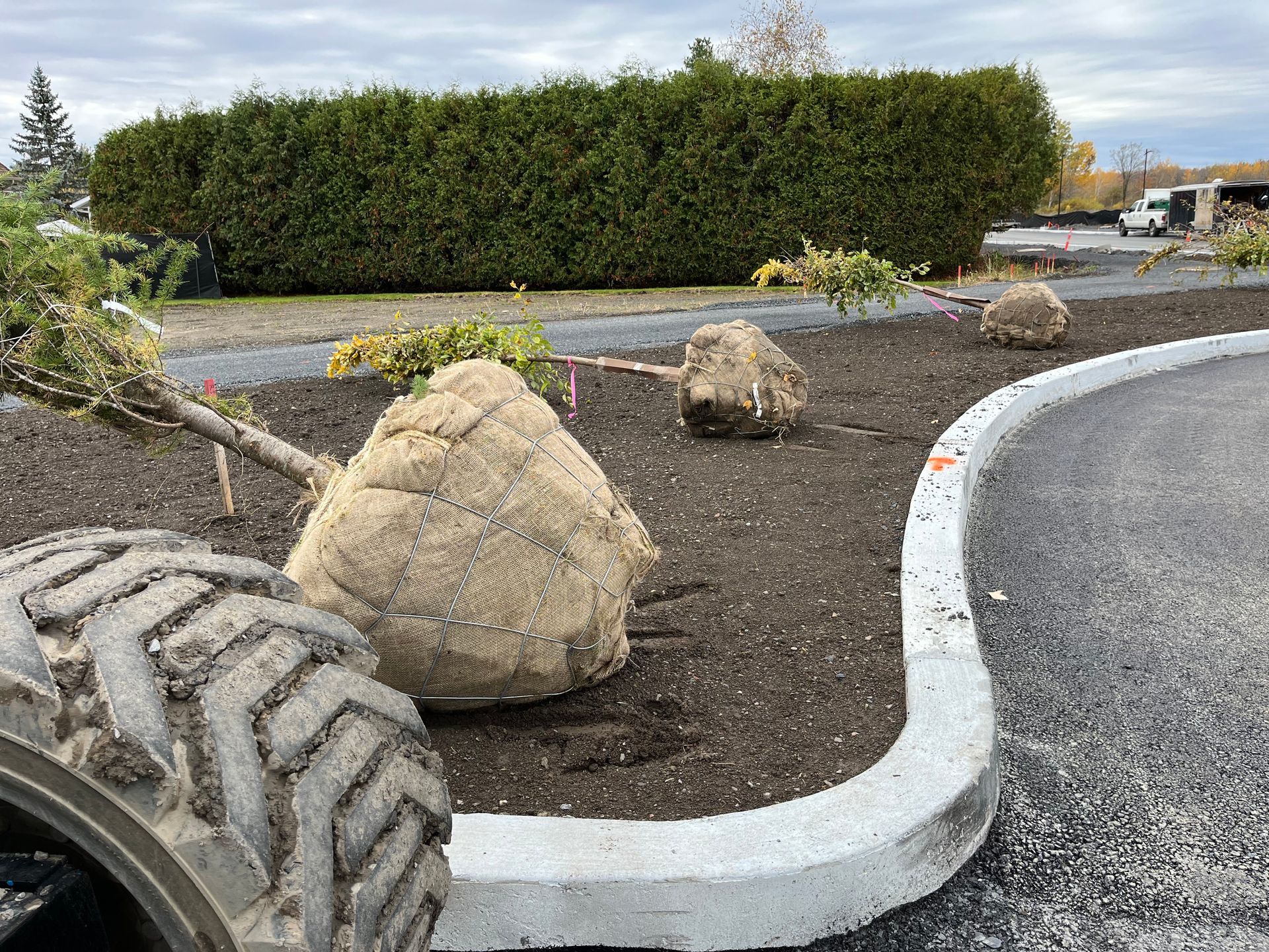 Des arbres enveloppés dans de la toile de jute, prêts à être plantés, le long d'un trottoir en béton incurvé, avec un pneu au premier plan.