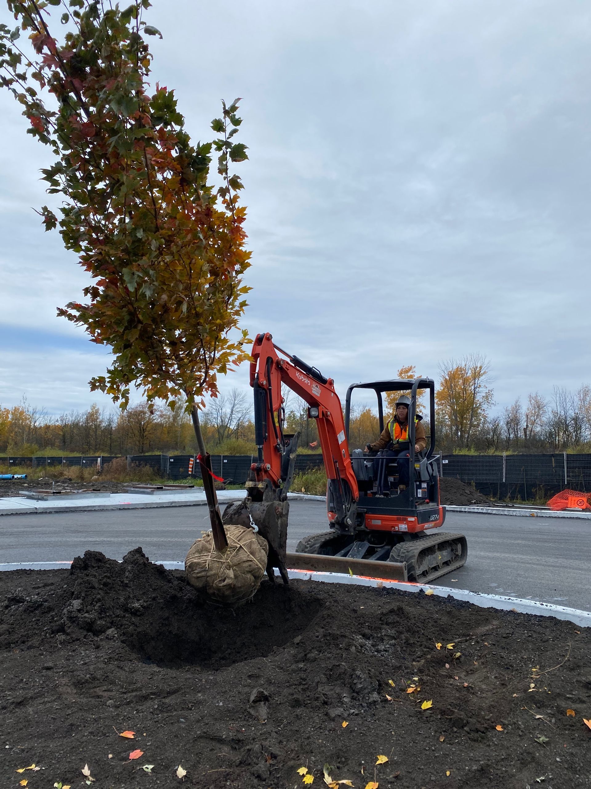 Une petite pelleteuse plante un arbre. Un ouvrier l'assiste, et le ciel est couvert.