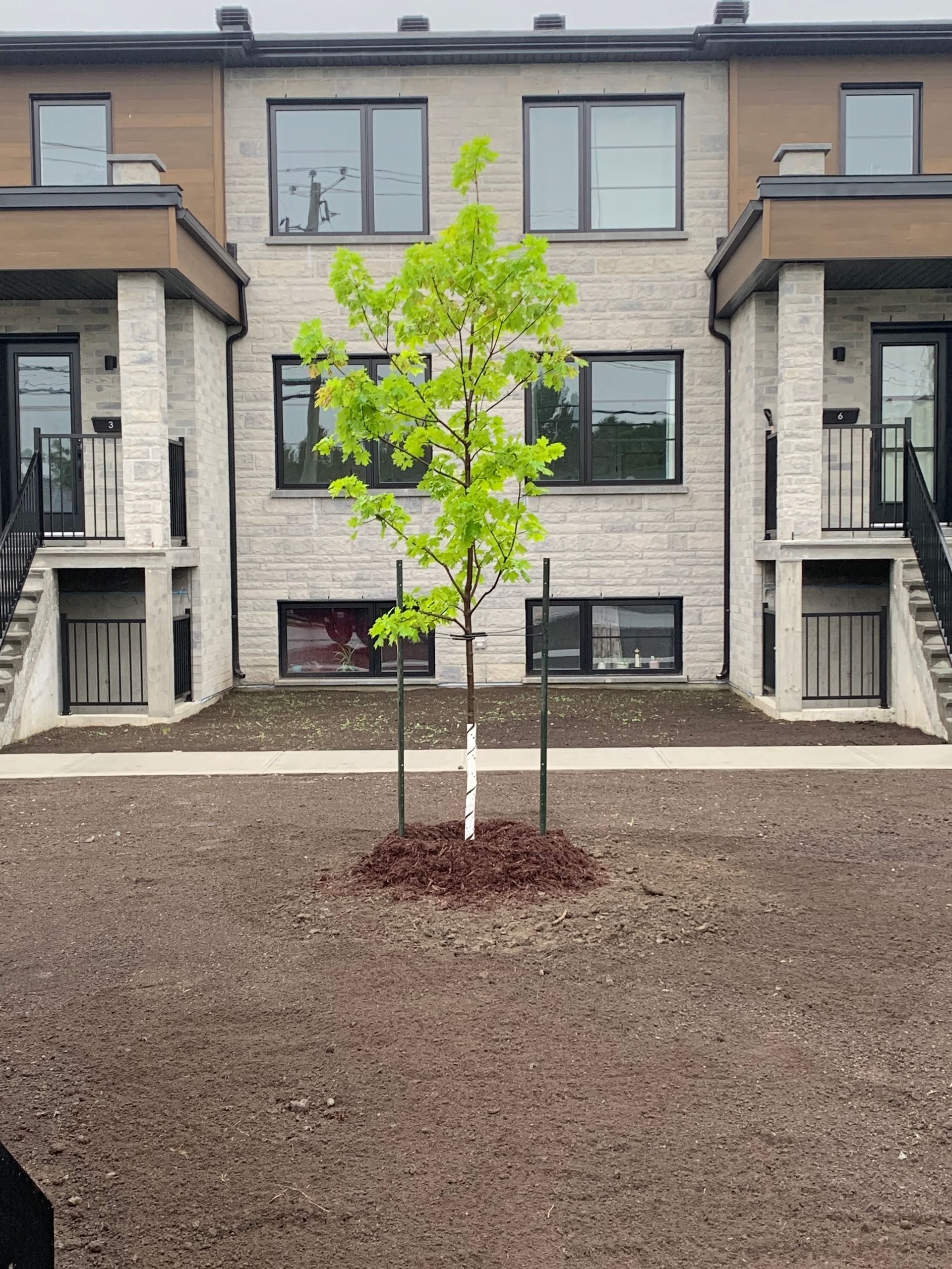 Arbre devant des maisons de ville modernes avec façade en pierre claire, fenêtres et portes sombres.