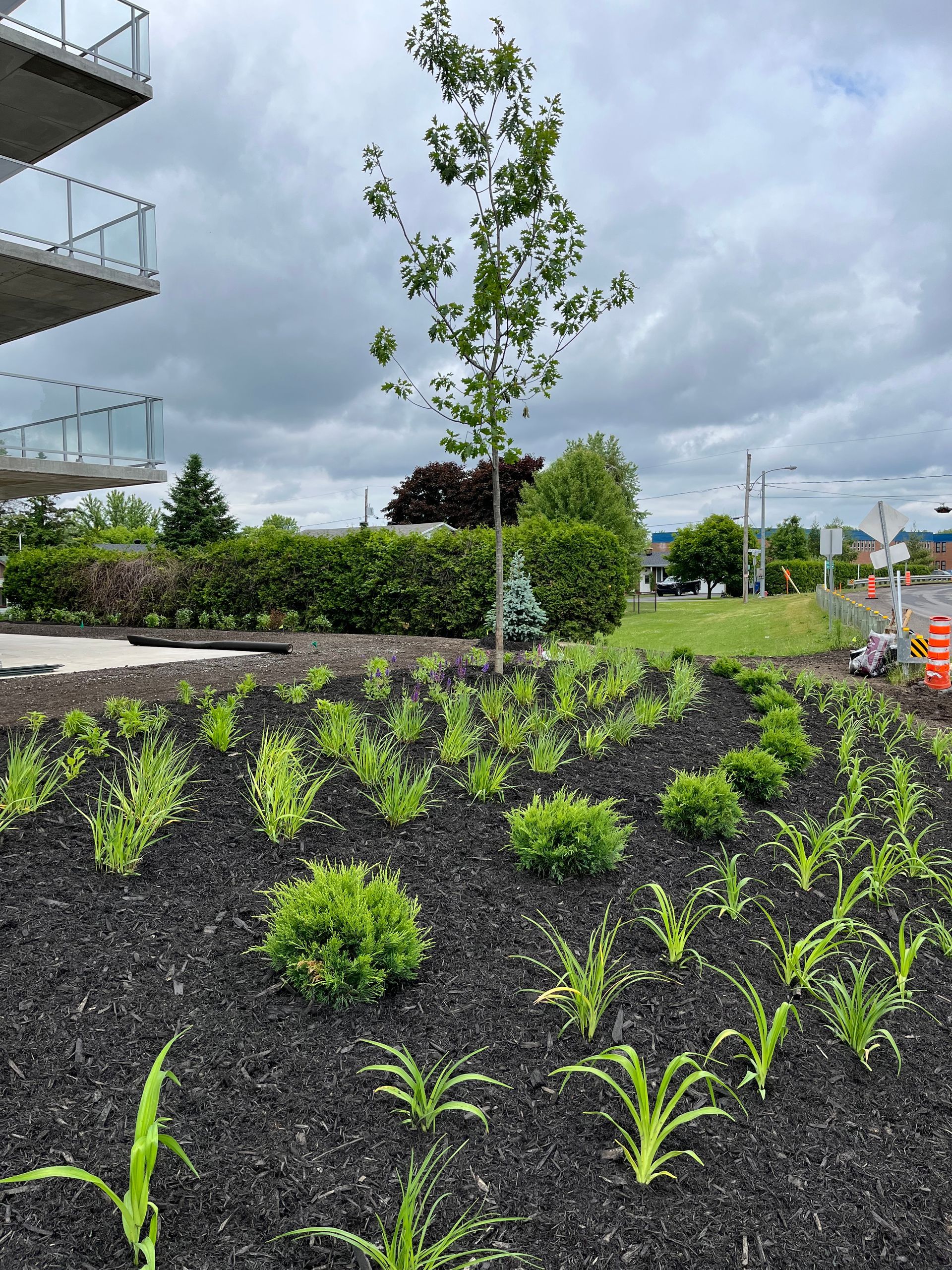 Un nouveau parterre de jardin avec diverses plantes vertes et un jeune arbre, se détachant sur un ciel nuageux.