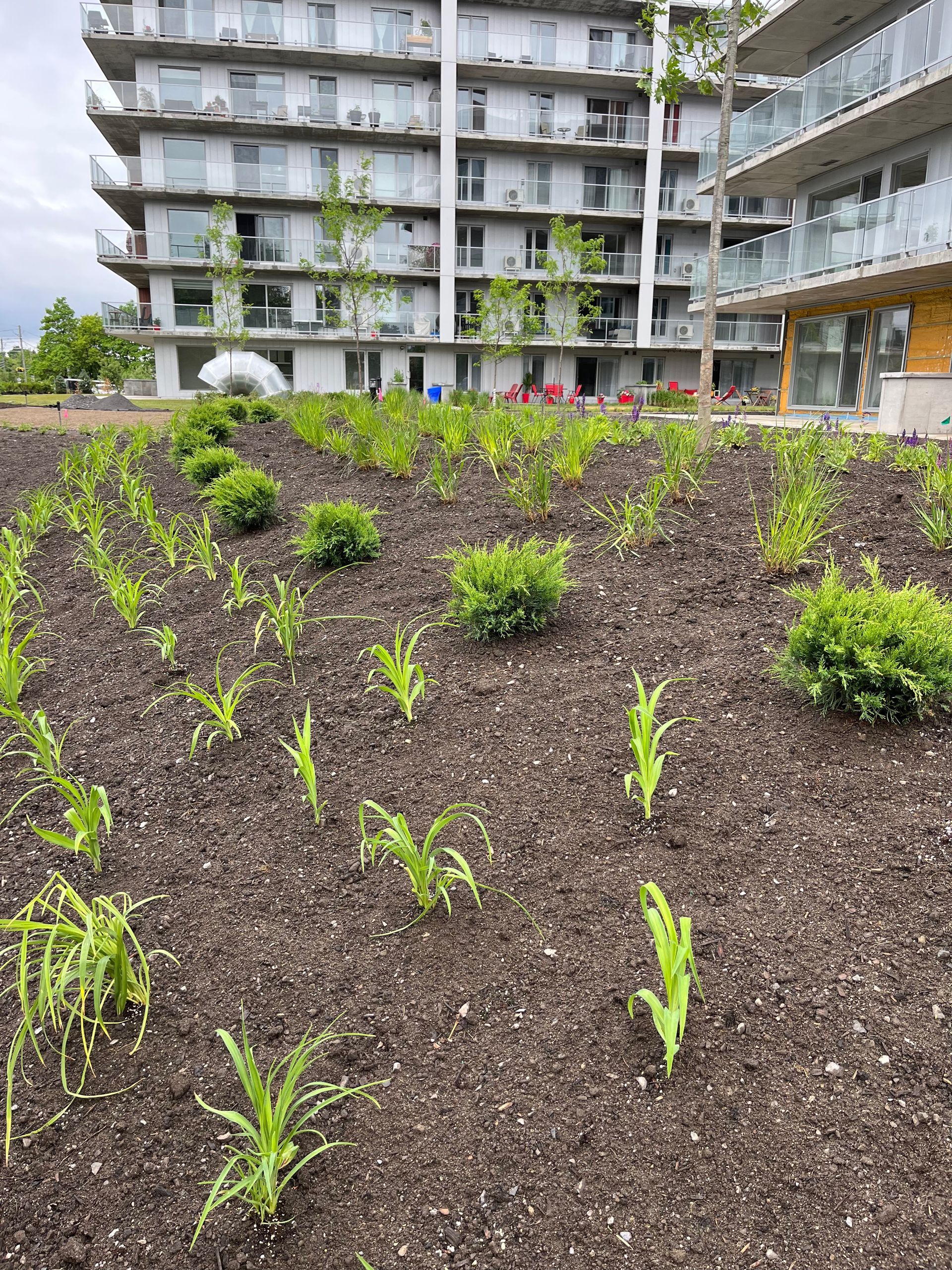 Des rangées de jeunes plants dans une terre sombre, devant un immeuble d'appartements moderne.