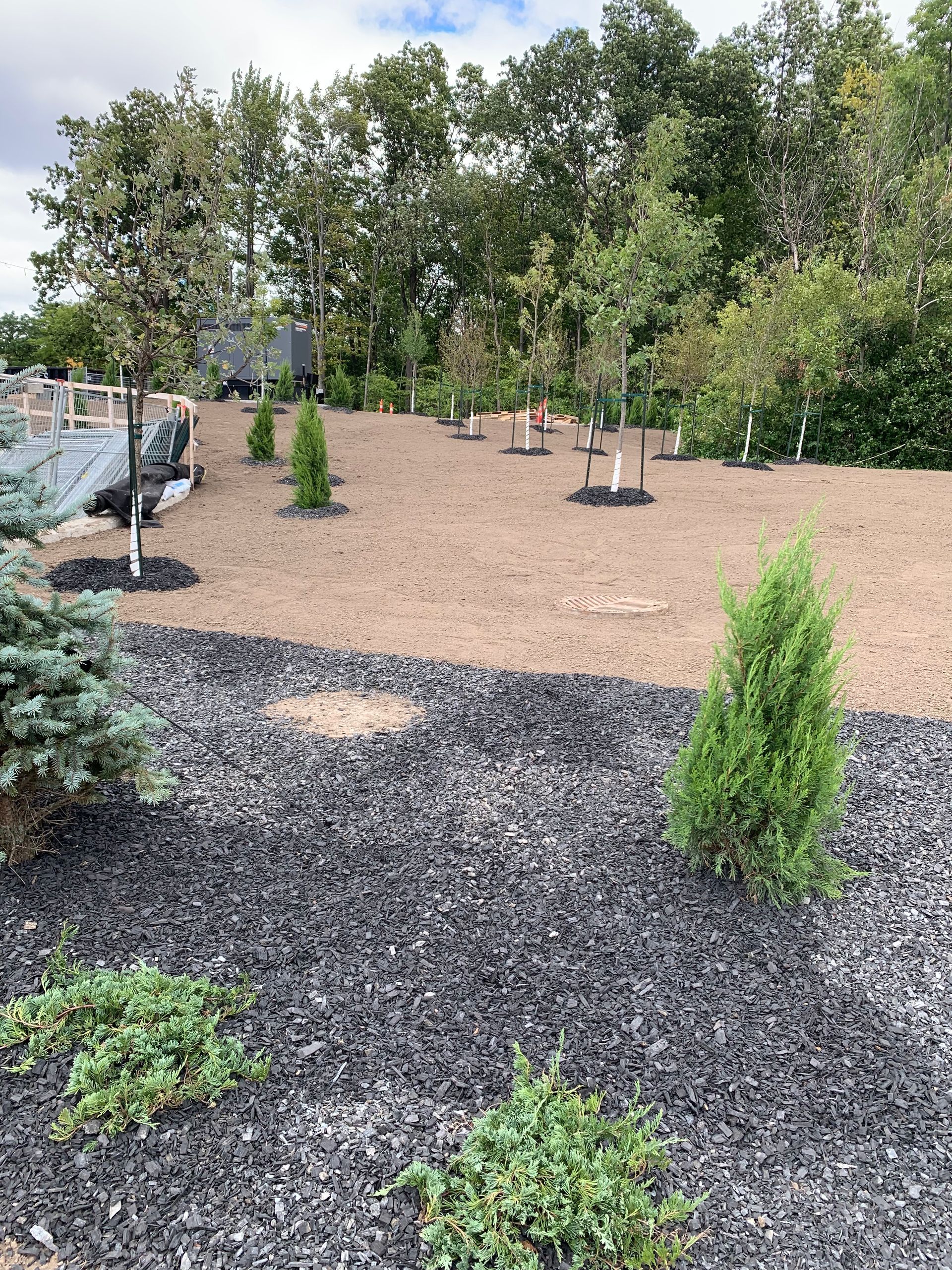 Un jardin aménagé avec des arbres nouvellement plantés, recouvert de paillis noir et beige.