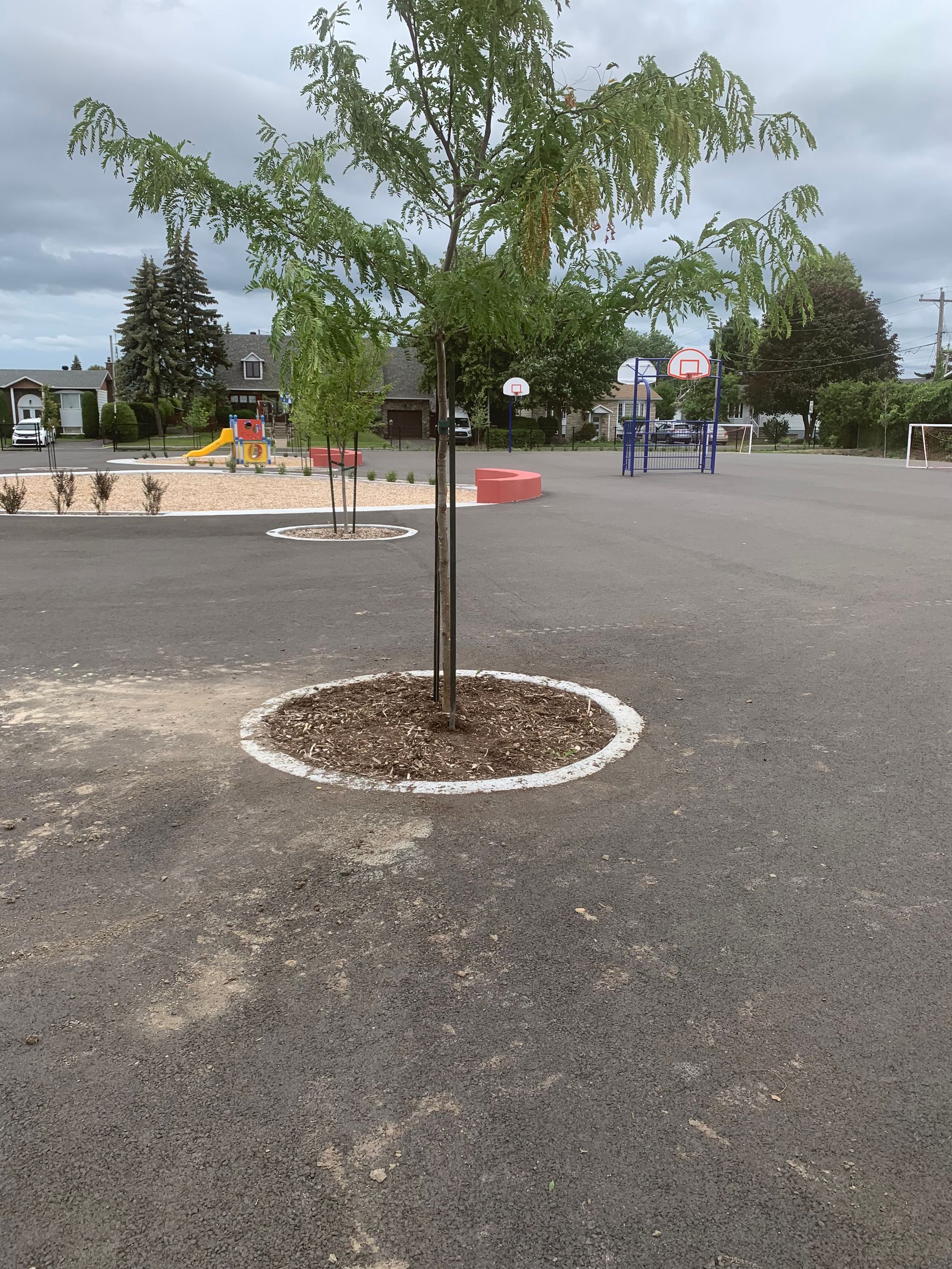 Un jeune arbre dans une aire de jeux pavée, avec une base de paillis d'écorce et une aire de jeux en arrière-plan.