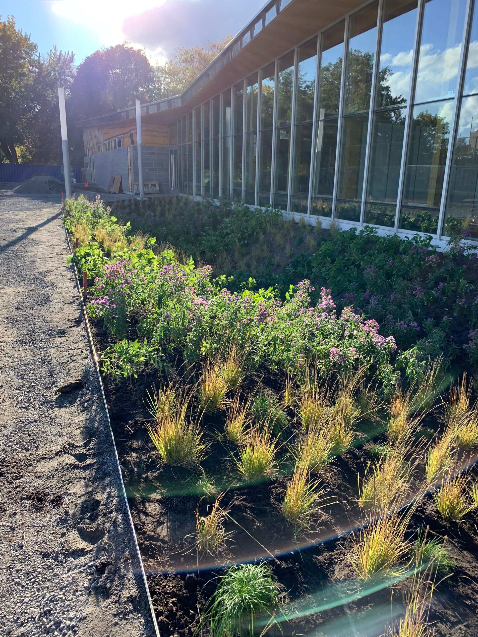 Un parterre de fleurs jaunes et violettes se dresse devant un bâtiment moderne aux grandes fenêtres.