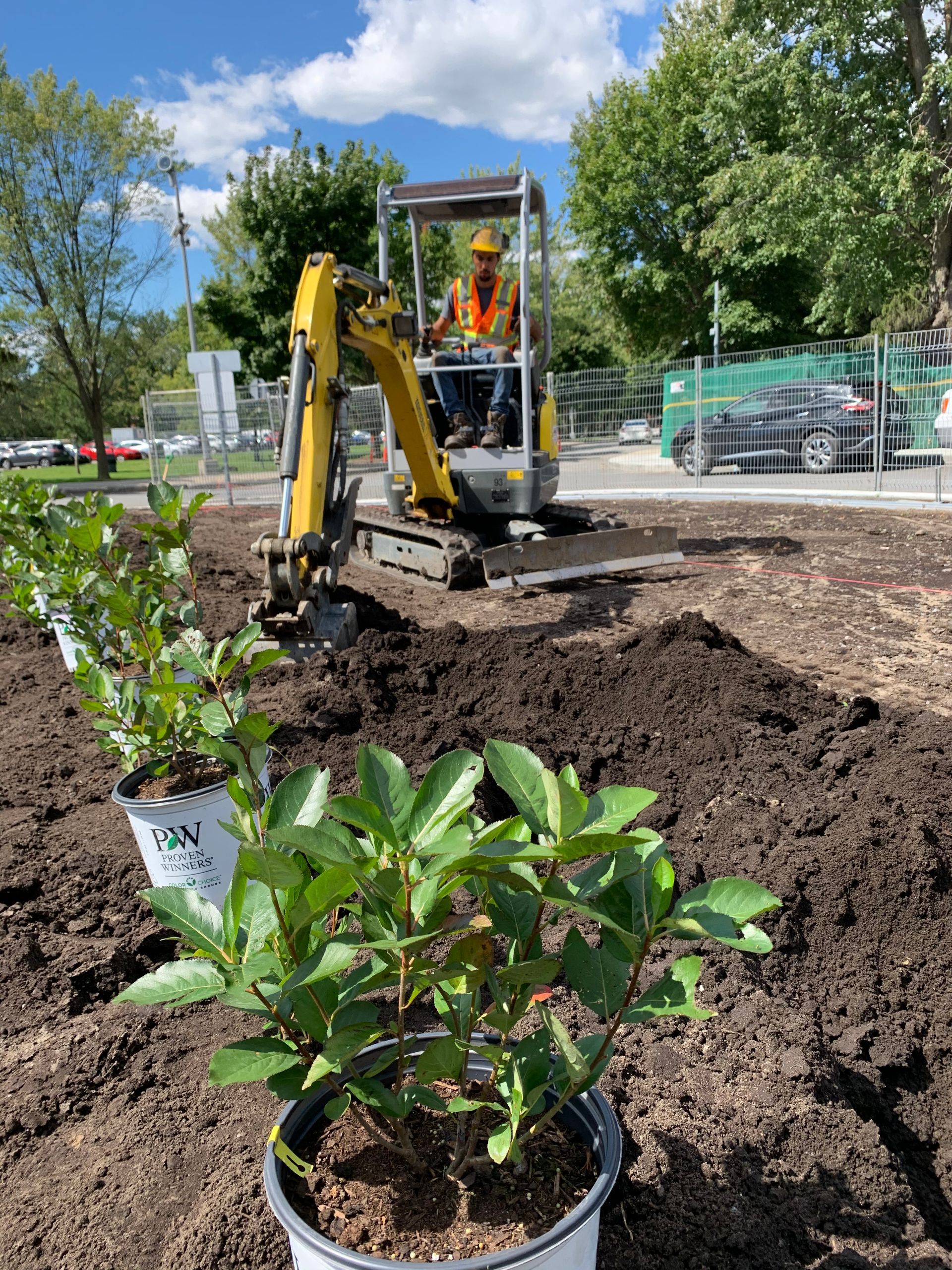 Par une journée ensoleillée, une personne aux commandes d'une pelleteuse jaune plante des arbustes en rangée.