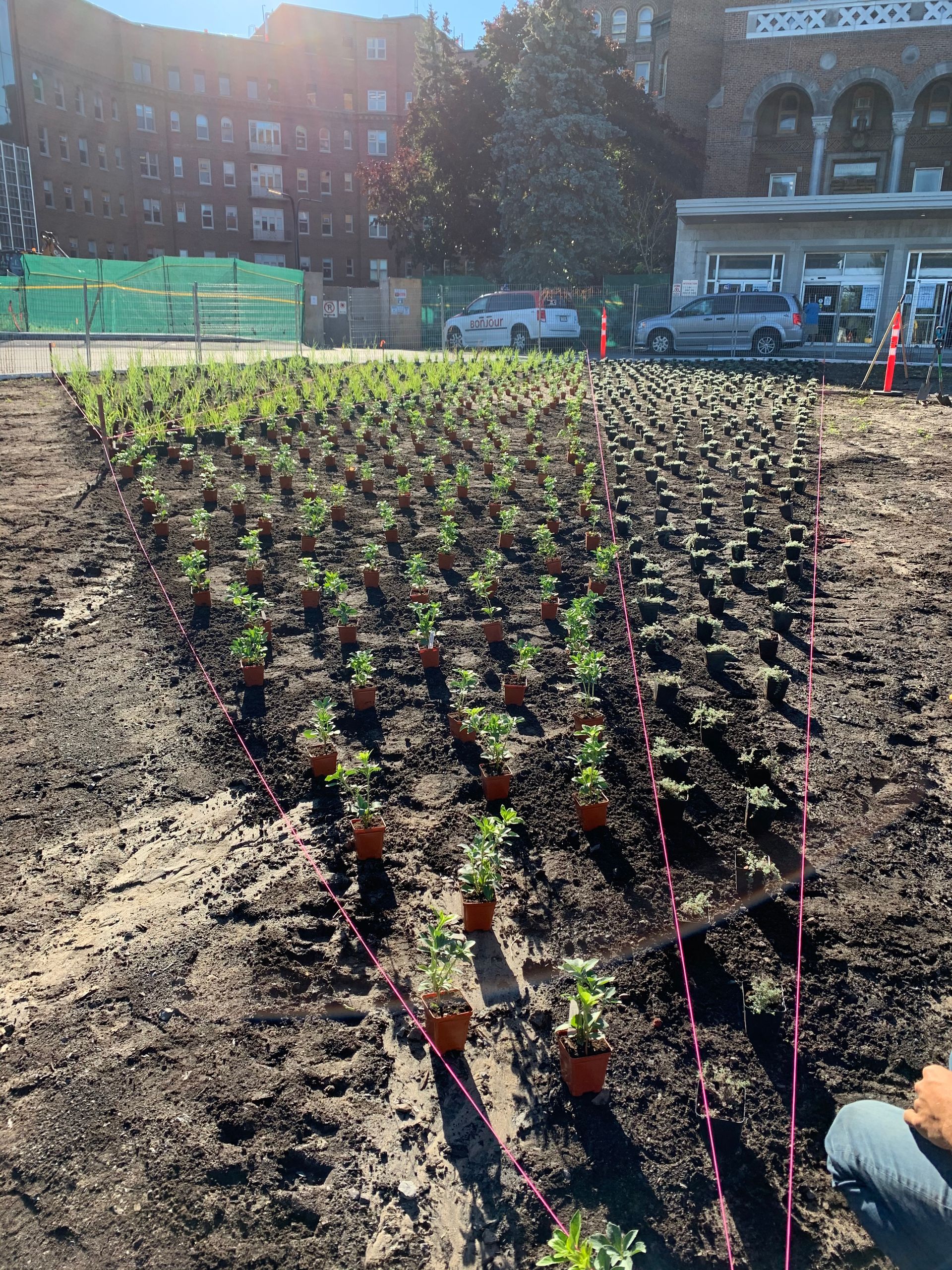 Un parterre de jardin nouvellement planté, avec des rangées de petites plantes en pots bruns.