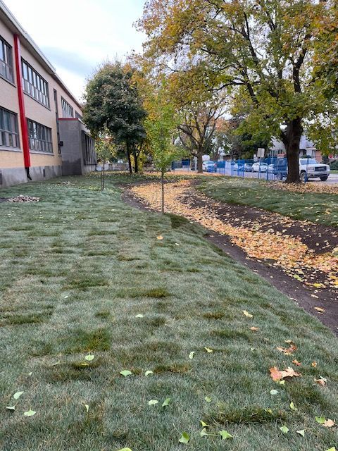 Pelouse verte jouxtant un bâtiment, petits arbres et allée jonchée de feuilles mortes.