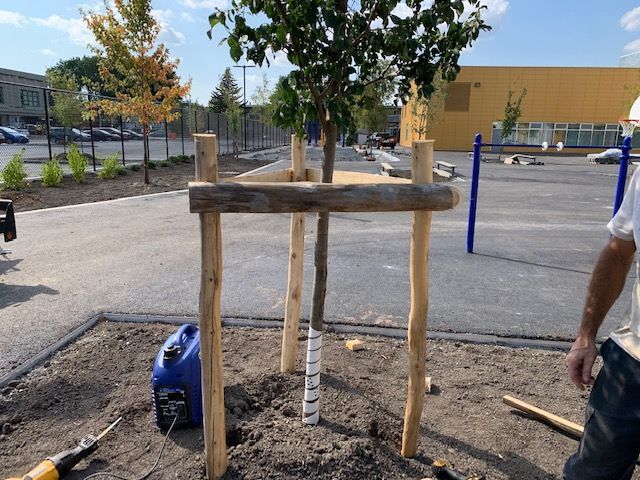 Arbre nouvellement planté, entouré d'une structure de support en bois. Une personne, un conteneur bleu et une pelle sont visibles.