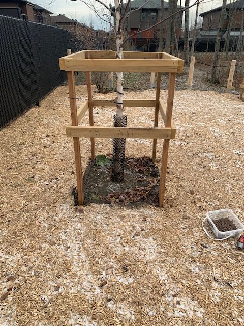 Un jeune arbre à l'intérieur d'une cage de protection en bois, dans un jardin recouvert de copeaux de bois.