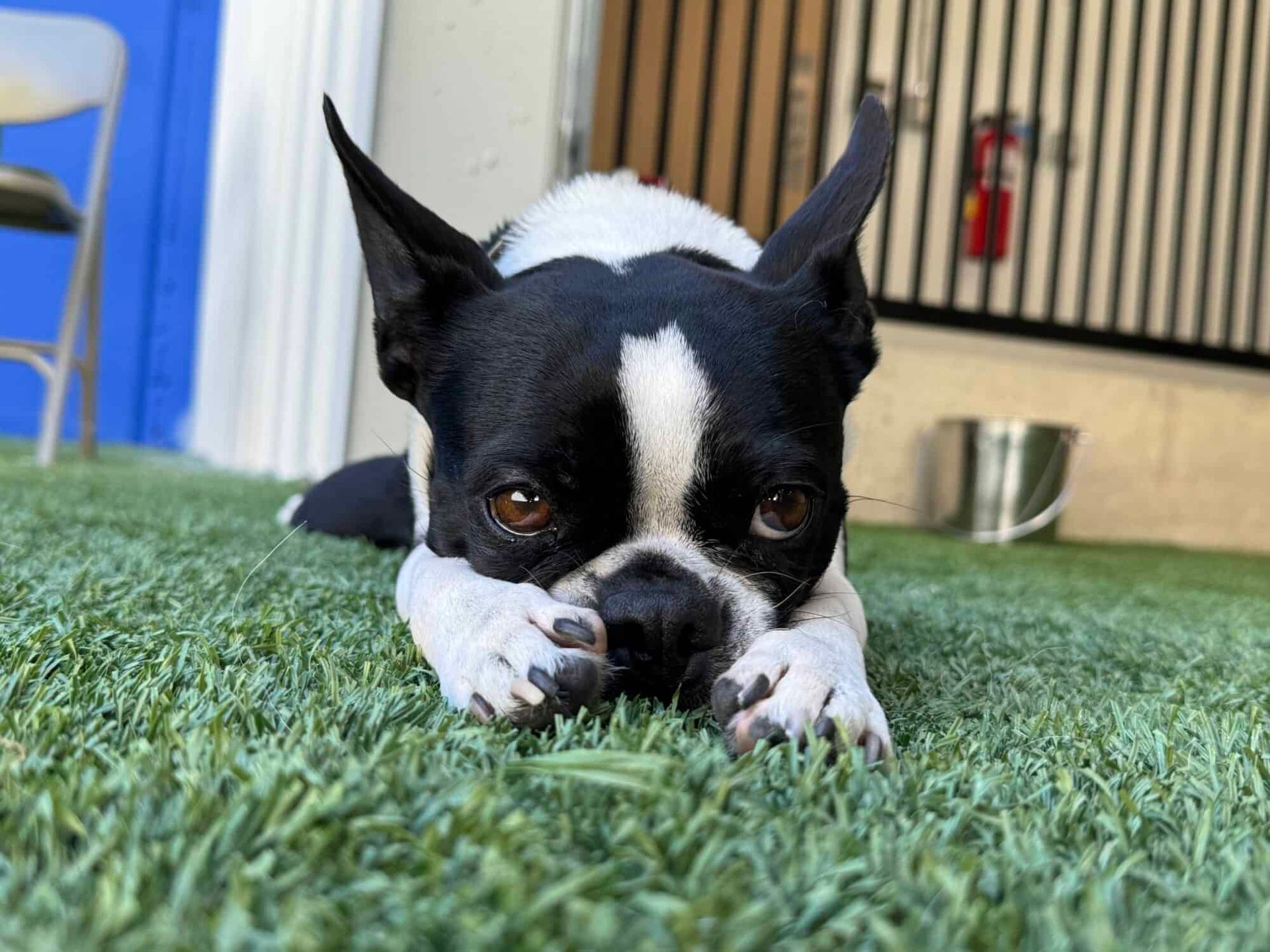 Dog in grass