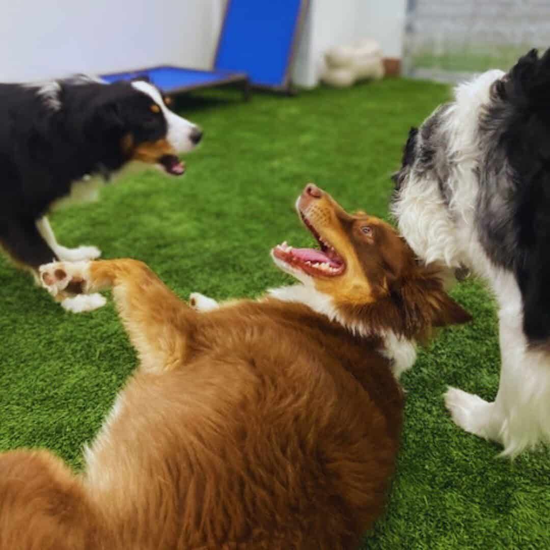 Dogs playing outdoors