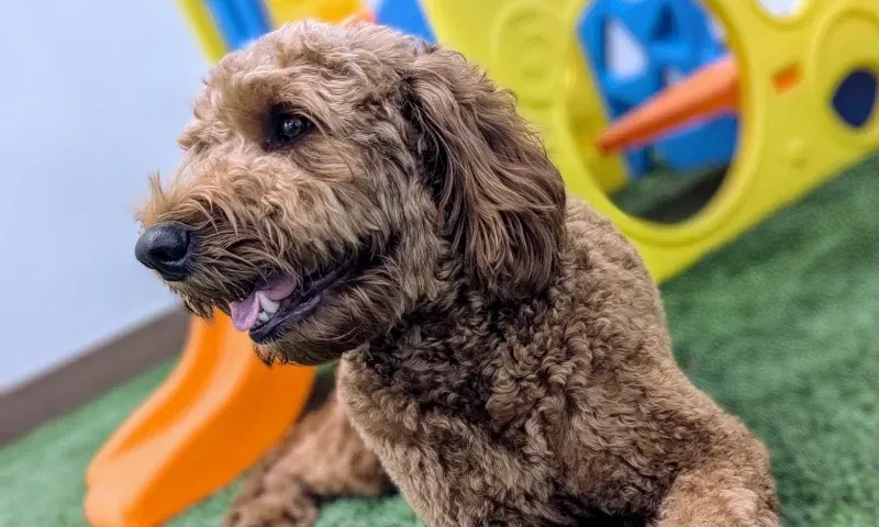 Dog playing