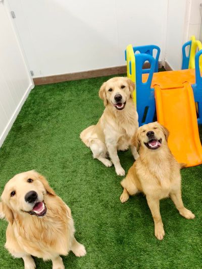 Dog in play area