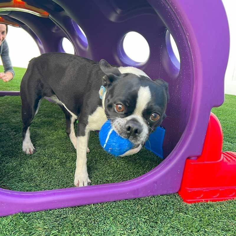 Dog paying with ball