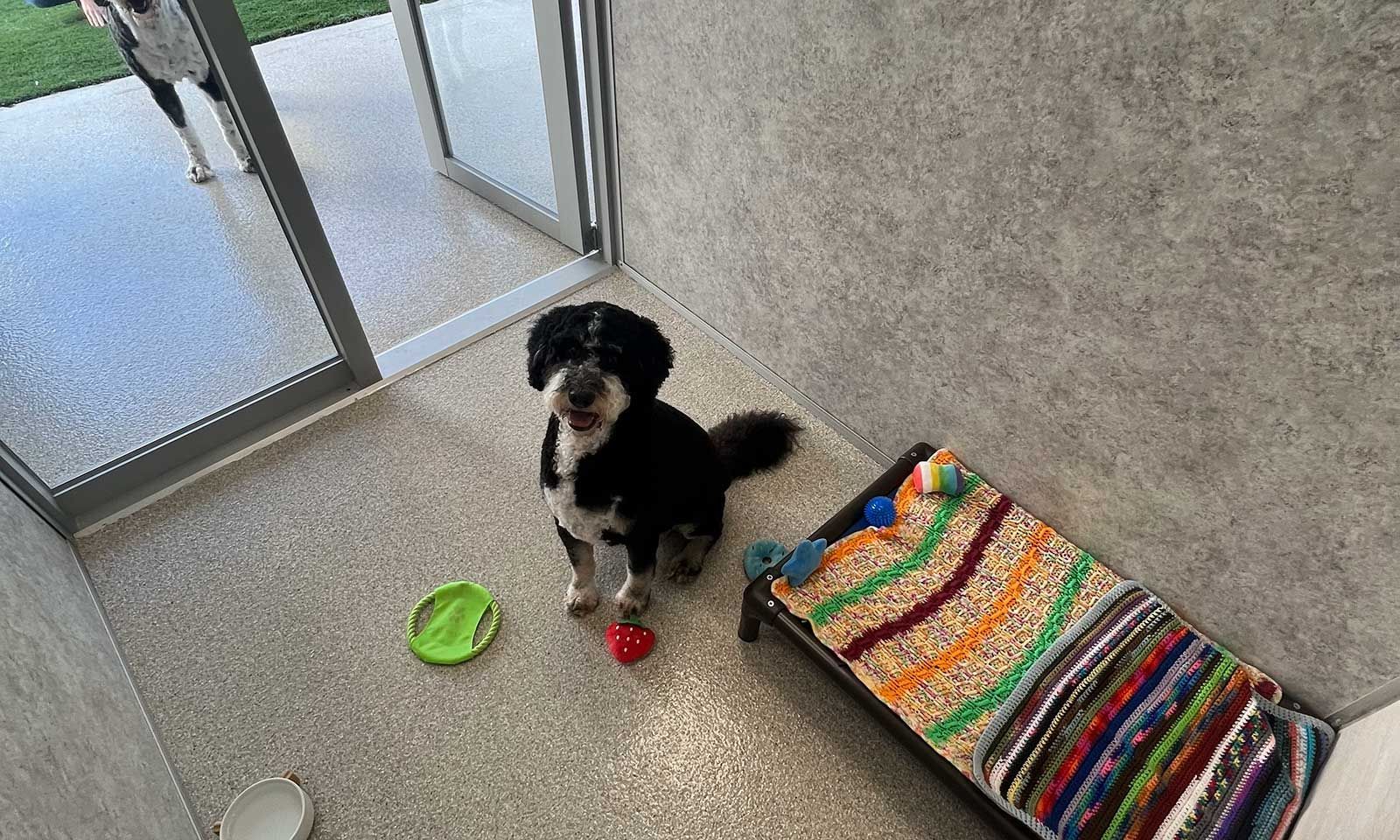 A dog in one of our kennels