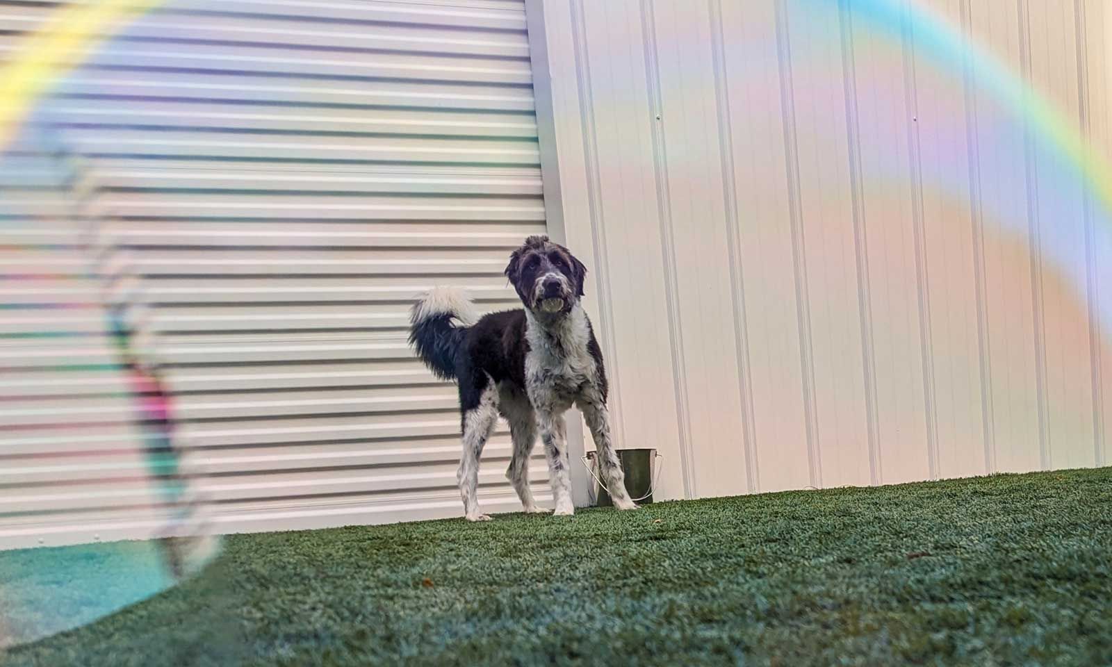 Dog 