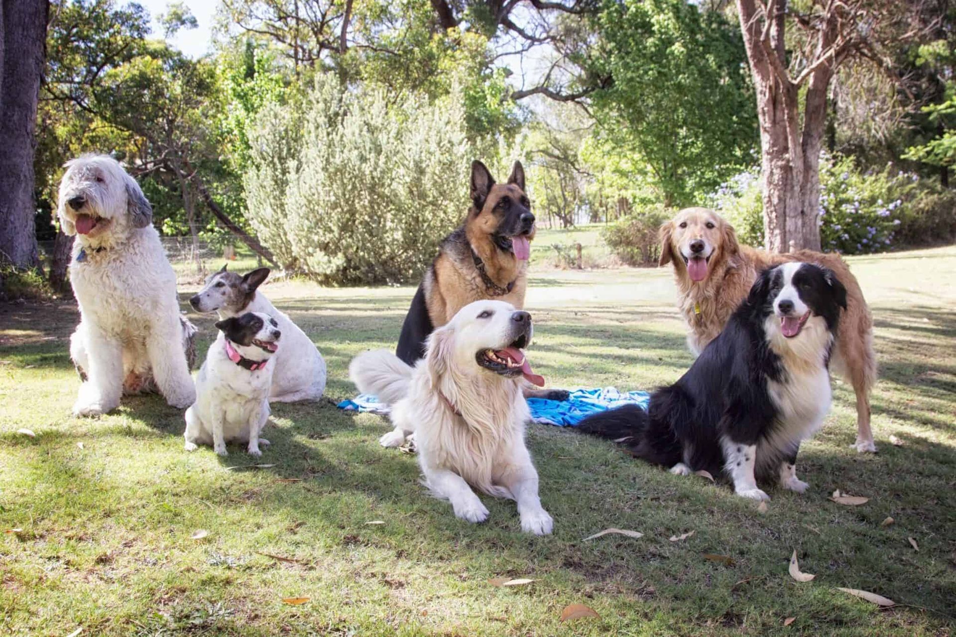 Group of dogs in grass