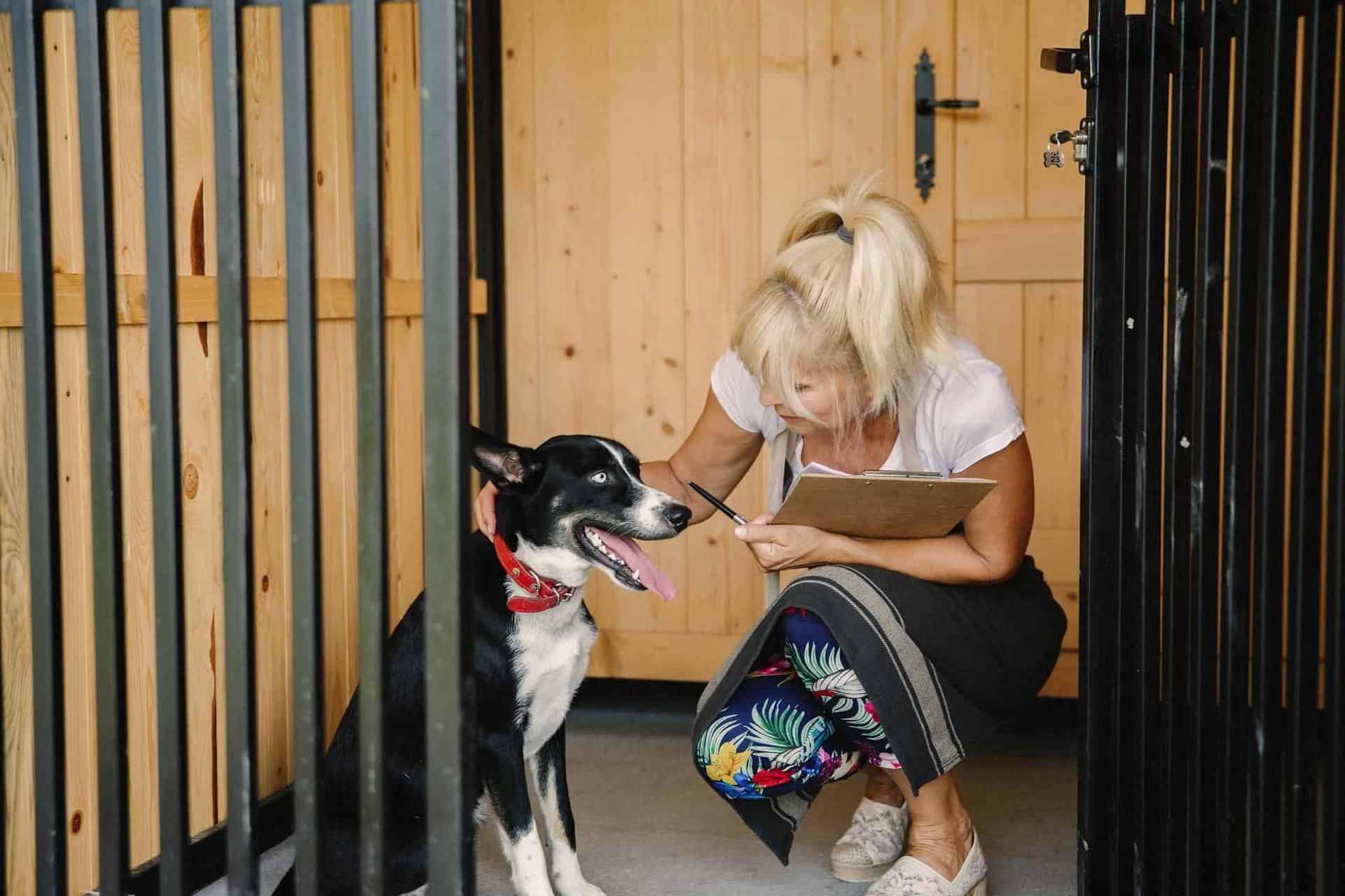 Meeting with a pet patient