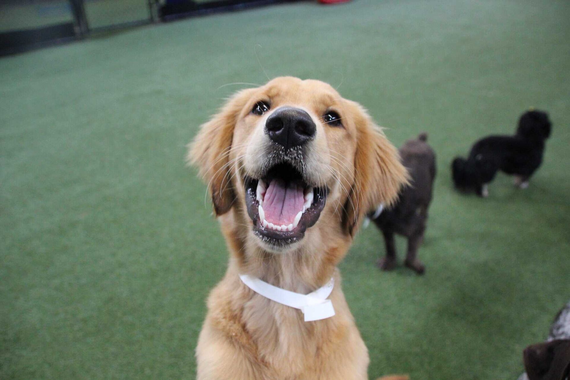 Dog smiling