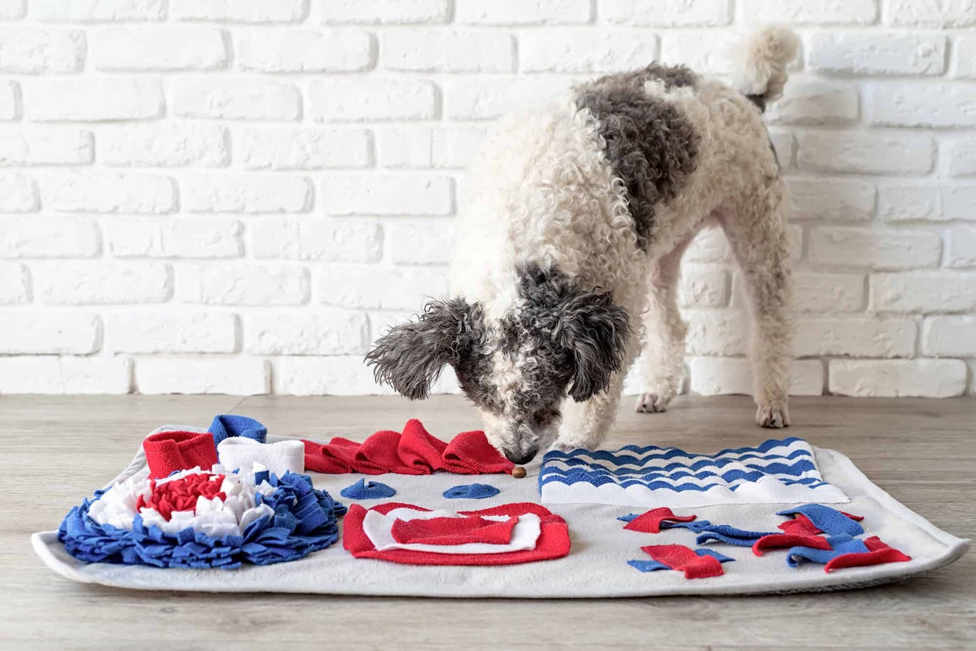 Dog playing on mat