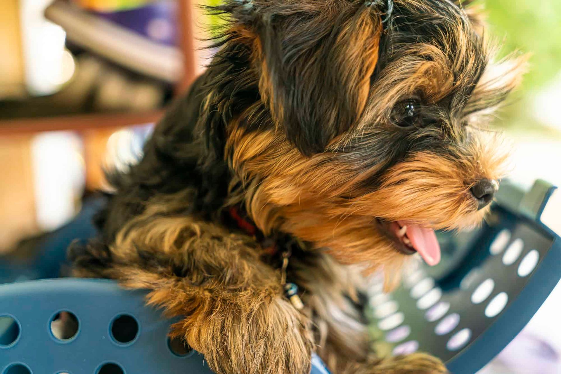 Dog with tongue out