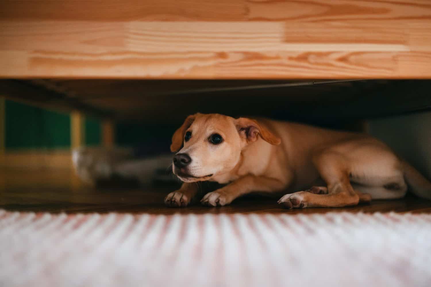 A dog hiding under furniture