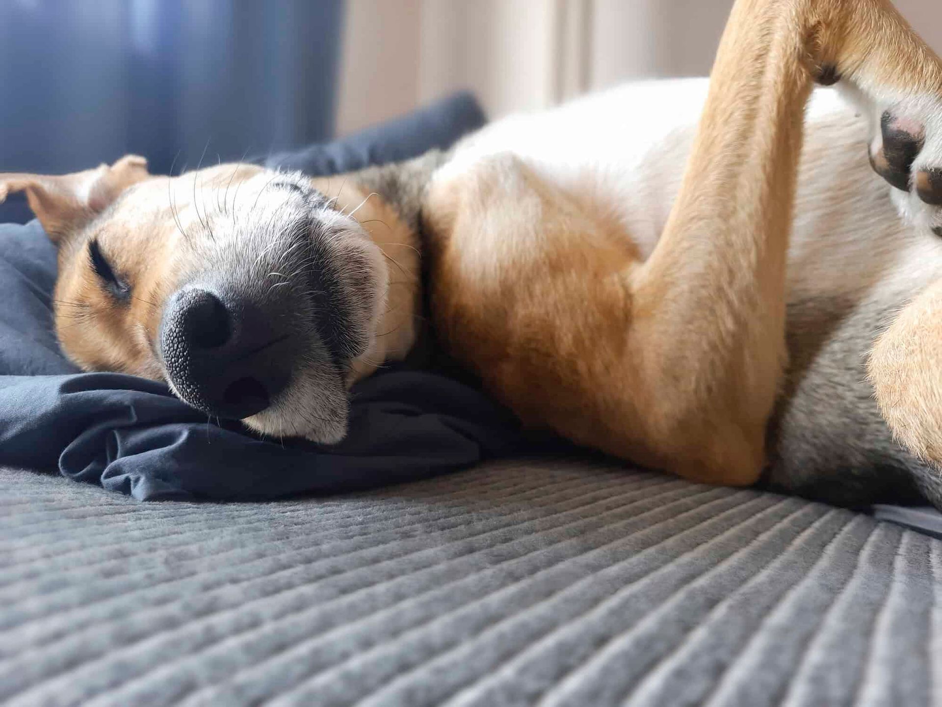 Dog sleeping