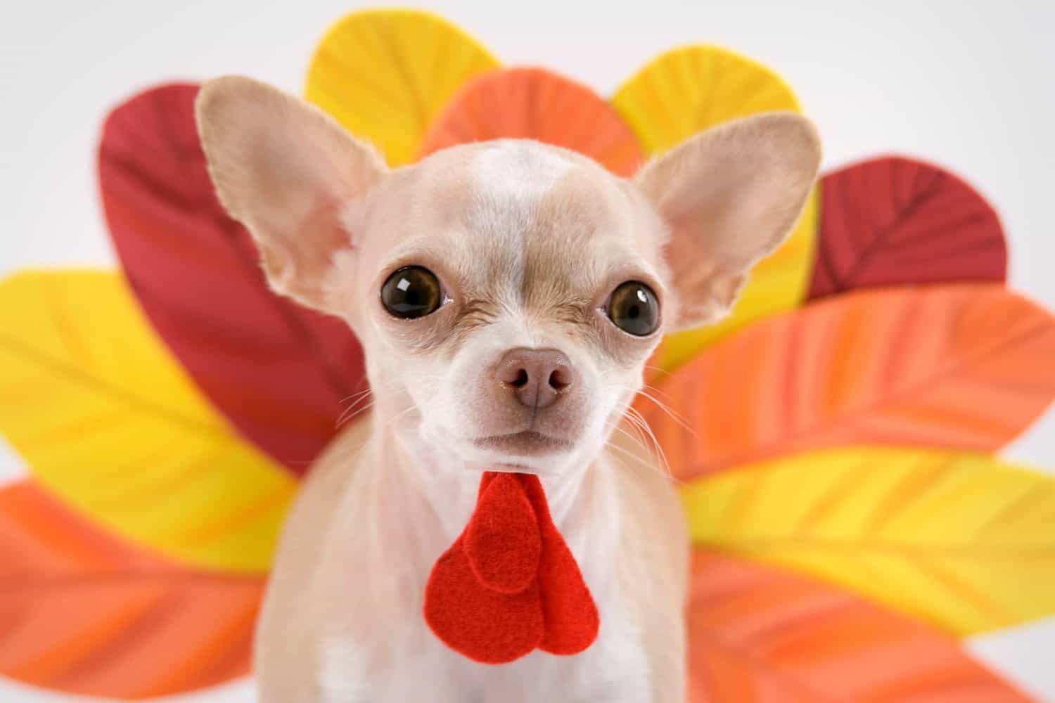 A chihuahua wearing a turkey costume