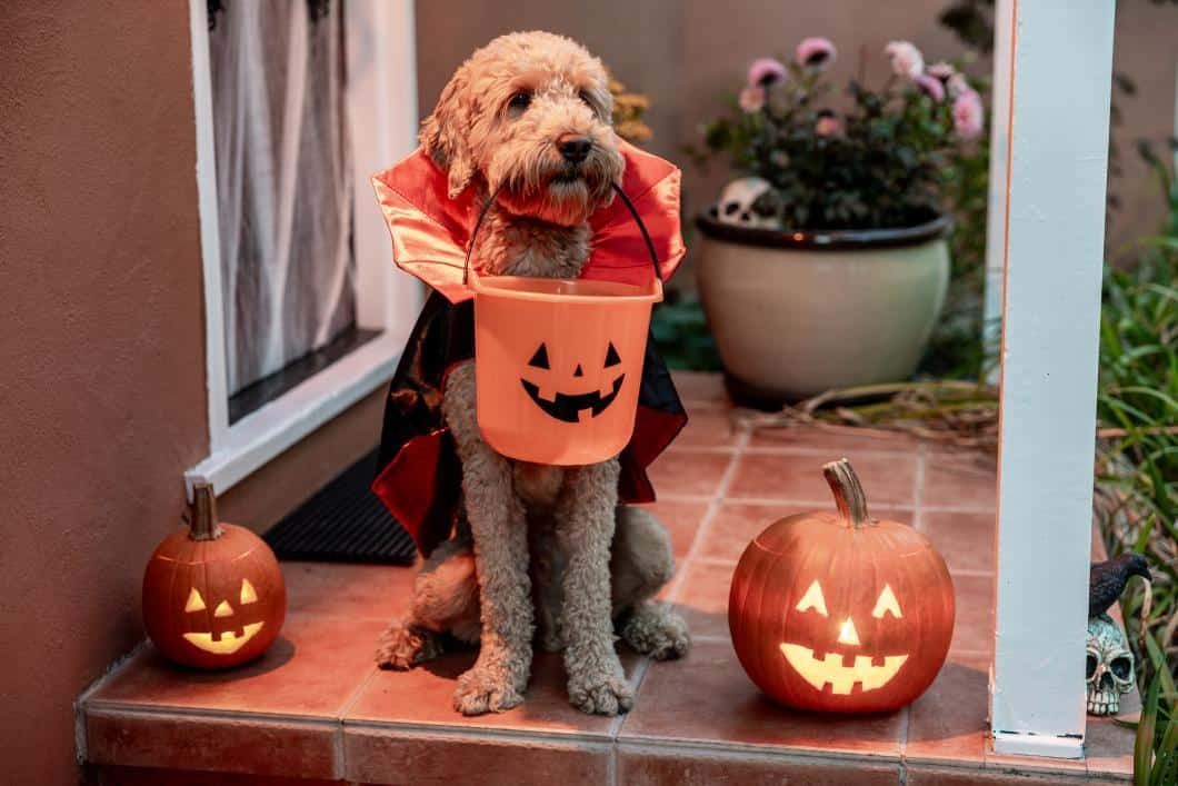 A dog wearing a costume sitting on the porch with a jack-o-lantern