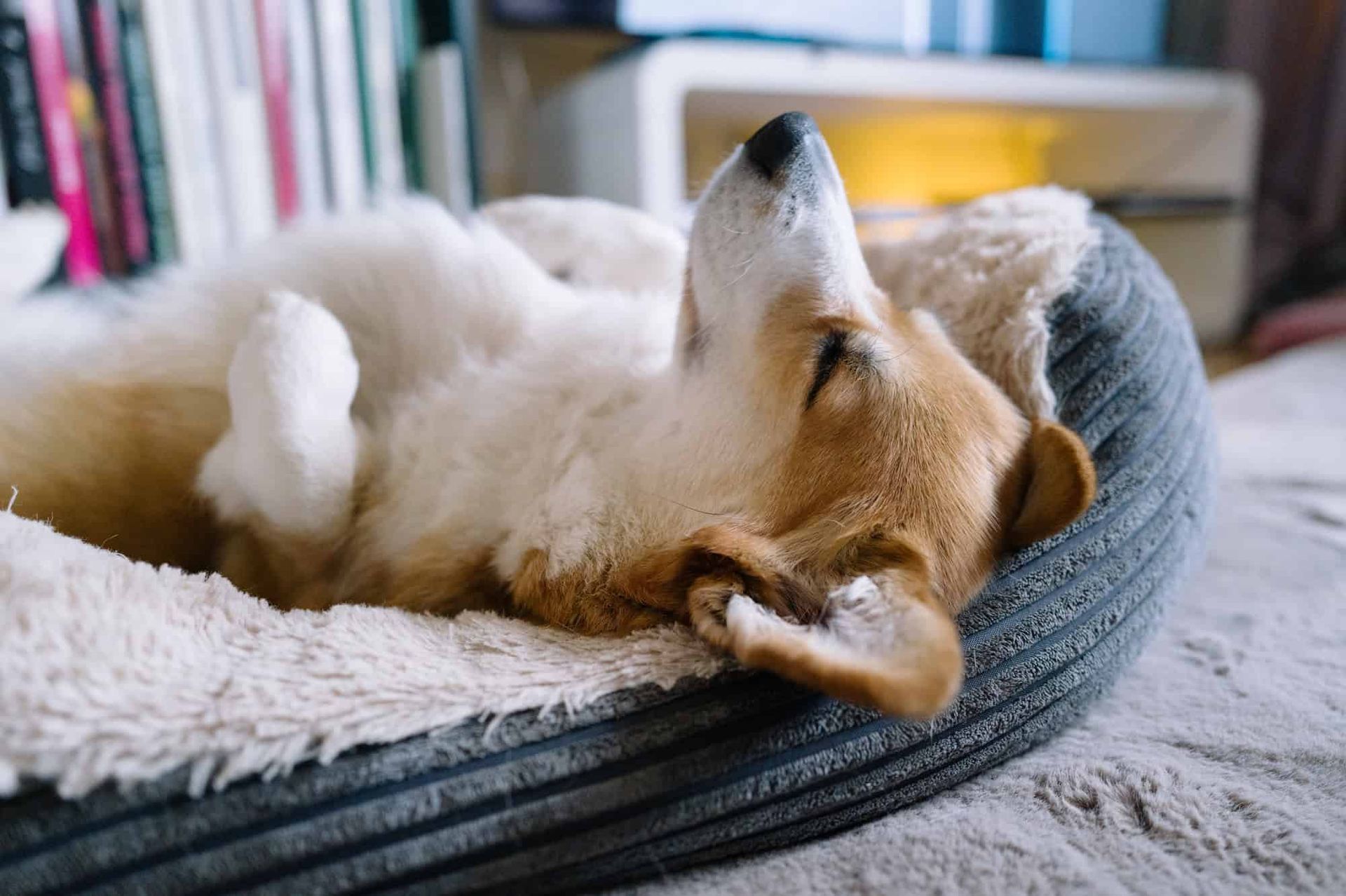 Corgi in bed