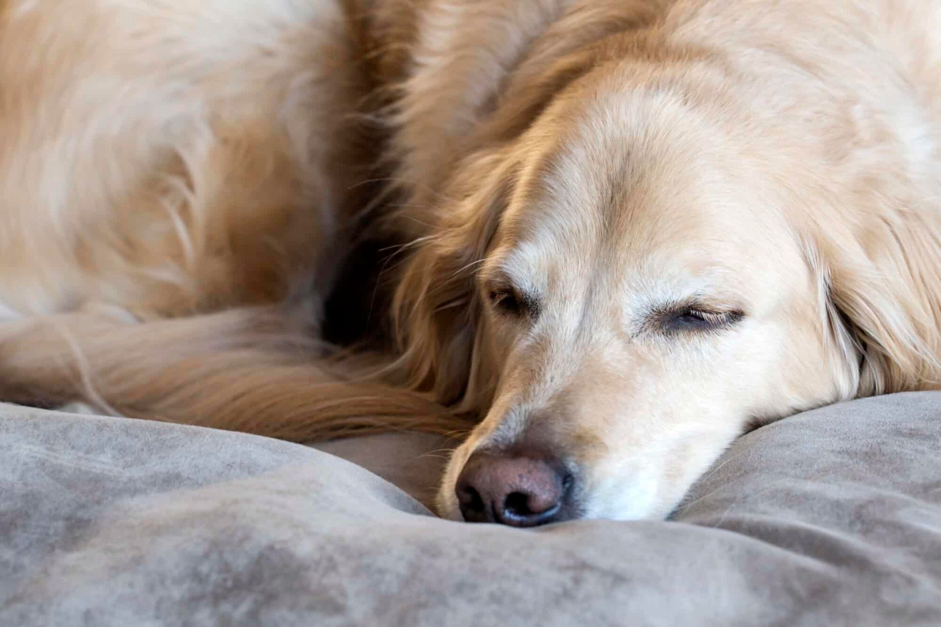 Dog sleeping