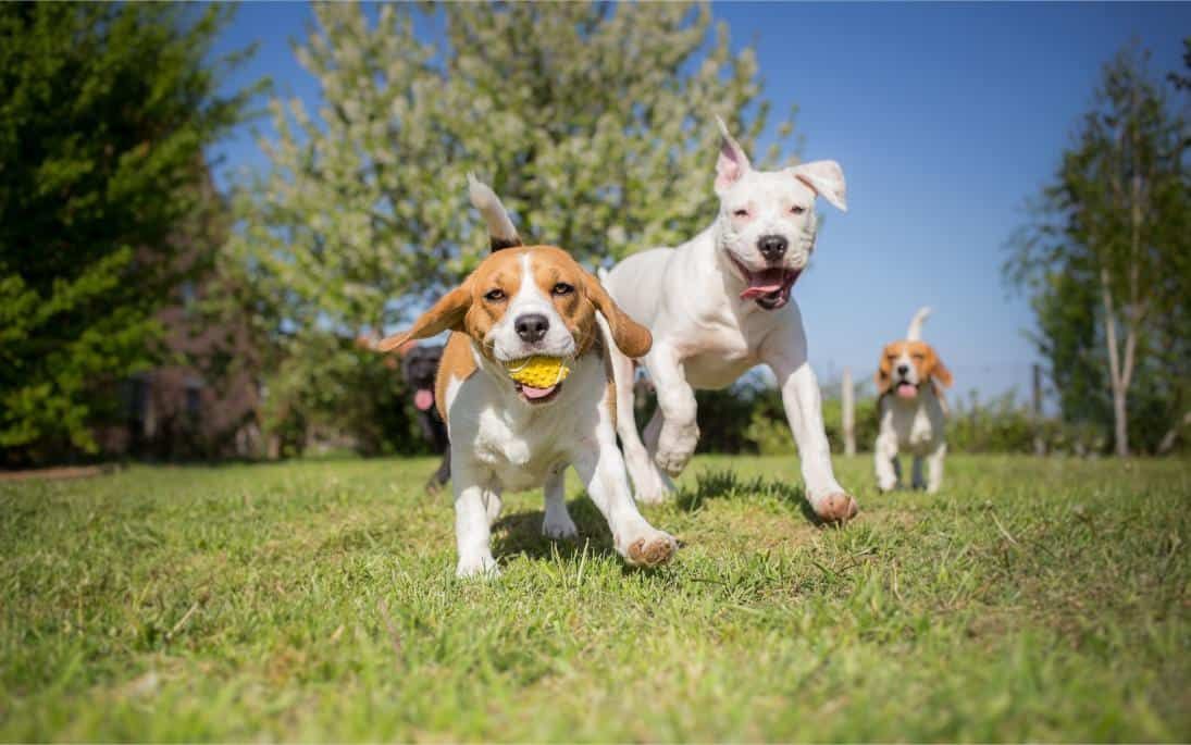 The Bark Park Pet Resort and Daycare