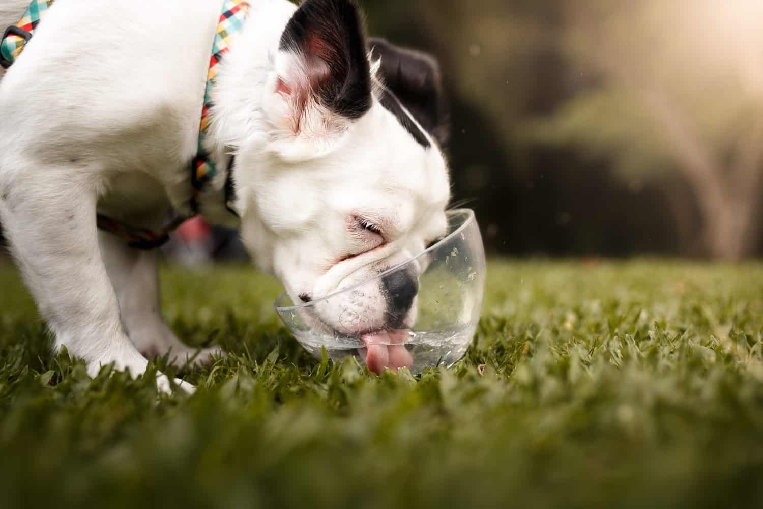 A dog drinking outdoors